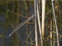 Sympecma fusca 34, Bruine winterjuffer, Saxifraga-Willem van Kruijsbergen