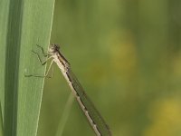 Sympecma fusca 35, Bruine winterjuffer, Saxifraga-Willem van Kruijsbergen