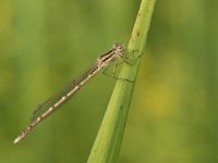 Sympecma fusca 36, Bruine winterjuffer, Saxifraga-Willem van Kruijsbergen