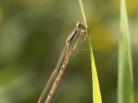 Sympecma fusca 38, Bruine winterjuffer, Saxifraga-Willem van Kruijsbergen