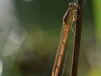 Sympecma fusca 44, Bruine winterjuffer, Saxifraga-Luuk Vermeer