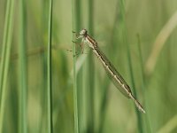 Sympecma fusca 5, Bruine winterjuffer, Vlinderstichting-Jaap Bouwman