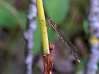 Sympecma fusca 51, Bruine winterjuffer, Saxifraga-Tom Heijnen