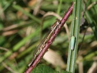 Sympecma fusca 6, Bruine winterjuffer, Vlinderstichting-Tim Termaat