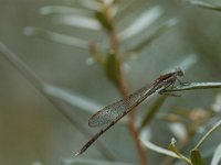 Sympecma fusca 7, Bruine winterjuffer, Vlinderstichting-Jaap Bouwman