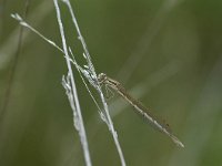 Sympecma fusca 9, Bruine winterjuffer, Vlinderstichting-Jaap Bouwman