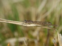 Sympecma paedisca, Siberian Winter Damsel