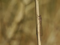 Sympecma paedisca 2, Noordse winterjuffer, Vlinderstichting-Jaap Bouwman