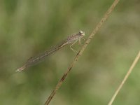 Sympecma paedisca 4, Noordse winterjuffer, Saxifraga-Rob Felix : Animalia, Arthropoda, Insecta, Odonata, Project Natuurbalans, animal, arthropod, dargonfly, dier, dieren, geleedpotige, geleedpotigen, insect, insecten, juffer, libel, libellen