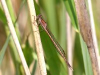 Sympecma paedisca 7, Noordse Winterjuffer, Saxifraga-Henk Baptist