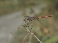 Sympetrum arenicolor