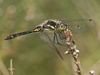 Sympetrum danae, Black Sympetrum