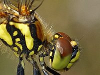 Sympetrum danae 10, Zwarte heidelibel, Saxifraga-Ab H Baas