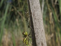 Sympetrum danae 11, Zwarte heidelibel, Saxifraga-Rob Felix : Animalia, Arthropoda, Insecta, Odonata, animal, arthropod, dargonfly, dier, dieren, geleedpotige, geleedpotigen, insect, insecten, juffer, libel, libellen