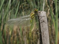 Sympetrum danae 12, Zwarte heidelibel, Saxifraga-Rob Felix : Animalia, Arthropoda, Insecta, Odonata, animal, arthropod, dargonfly, dier, dieren, geleedpotige, geleedpotigen, insect, insecten, juffer, libel, libellen