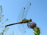 Sympetrum danae 13, Zwarte heidelibel, Saxifraga-Rudmer Zwerver