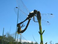 Sympetrum danae 14, Zwarte heidelibel, Saxifraga-Rudmer Zwerver