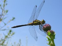 Sympetrum danae 15, Zwarte heidelibel, Saxifraga-Rudmer Zwerver