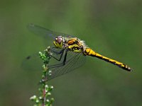 Sympetrum danae 16, Zwarte heidelibel, Saxifraga-Ab H Baas