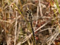 Sympetrum danae 17, Zwarte heidelibel, Saxifraga-Ab H Baas