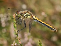 Sympetrum danae 18, Zwarte heidelibel, Saxifraga-Ab H Baas