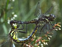 Zwarte heidelibel 05 : Zwarte heidelibel, Sympetrum danae, Black Meadowhawk, copula