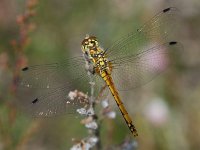 Zwarte heidelibel 03 : Sympetrum danae, Zwarte heidelibel, female