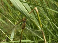 Sympetrum danae 20, Zwarte heidelibel, female, Saxifraga-Jan van der Straaten