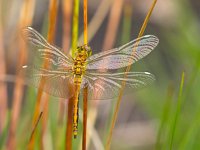 Sympetrum danae 21, Zwarte heidelibel, Saxifraga-Rudmer Zwerver