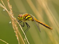 Sympetrum danae  Zwarte heidelibel rustend op verdort gras : Netherlands, Sympetrum, Sympetrum danae, Zwarte heidelibel, close-up, creative nature, dutch, grass, green, heidelibel, holland, insect, libel, libelle, natural, nature, natuur, nederland, rudmer zwerver, spring, springtime, summer, zomer