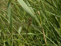 Sympetrum danae 24, Zwarte heidelibel, female, Saxifraga-Jan van der Straaten