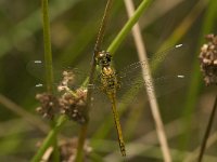 Sympetrum danae 26, Zwarte heidelibel, female, Saxifraga-Jan van der Straaten