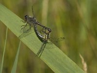 Sympetrum danae 27, Zwarte heidelibel, Saxifraga-Jan van der Straaten