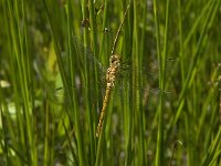 Sympetrum danae 28, Zwarte heidelibel, Saxifraga-Jan van der Straaten