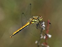 Zwarte heidelibel-V- #01 : Sympetrum danae, Zwarte heidelibel, female