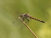 Sympetrum danae 30, Zwarte heidelibel, Saxifraga-Bas Klaver