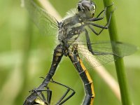 Sympetrum danae 31, Zwarte heidelibel, Saxifraga-Jelmer Reyntjes : Sympetrum danae, paring, paringswiel, tandem, voorplanting, zwarte heidelibel