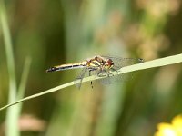 Sympetrum danae 32, Zwarte Heidelibel, Saxifraga-Henk Baptist