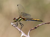 Sympetrum danae 33, Zwarte Heidelibel, Saxifraga-Henk Baptist