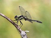 Sympetrum danae 34, Zwarte Heidelibel, Saxifraga-Henk Baptist