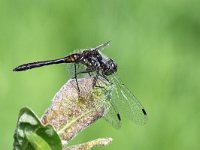 Sympetrum danae 35, Zwarte Heidelibel, Saxifraga-Henk Baptist