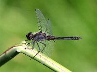 Sympetrum danae 36, Zwarte Heidelibel, Saxifraga-Henk Baptist