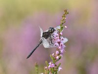 Sympetrum danae 38, Zwarte Heidelibel, Saxifraga-Luuk Vermeer