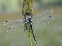 Sympetrum danae 43, Zwarte Heidelibel, Saxifraga-Luuk Vermeer