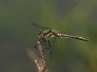 Sympetrum danae 6, Zwarte heidelibel, male, Saxifraga-Luc Hoogenstein