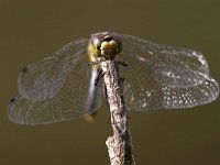 Sympetrum danae 7, Zwarte heidelibel, Saxifraga-Luc Hoogenstein