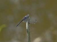 Sympetrum danae 9, Zwarte heidelibel, Saxifraga-Willem van Kruijsbergen