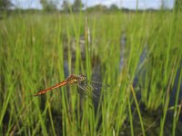 Sympetrum depressiusculum 1, Kempense heidelibel, Saxifraga-Rob Felix : Animalia, Arthropoda, Insecta, Odonata, Project Natuurbalans, animal, arthropod, dargonfly, dier, dieren, geleedpotige, geleedpotigen, insect, insecten, juffer, libel, libellen