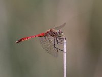 Sympetrum depressiusculum 2, Kempense Heidelibel, Saxifraga-Henk Baptist