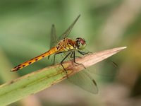 Sympetrum depressiusculum 3, Kempense Heidelibel, Saxifraga-Henk Baptist